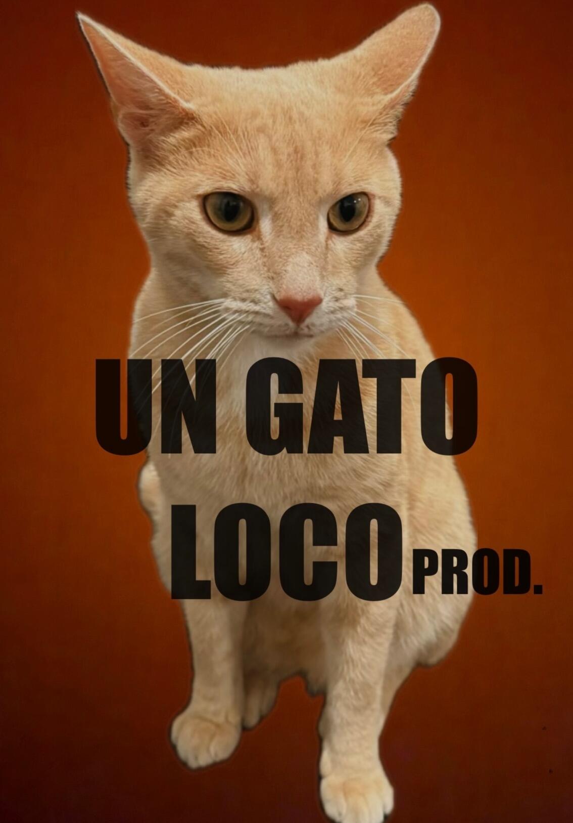 Un Gato Loco — fotos e vídeos +18