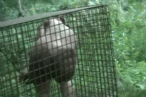 Dirty, Caged & Made to Shower - Screenshot 1 of 4 - Bondage